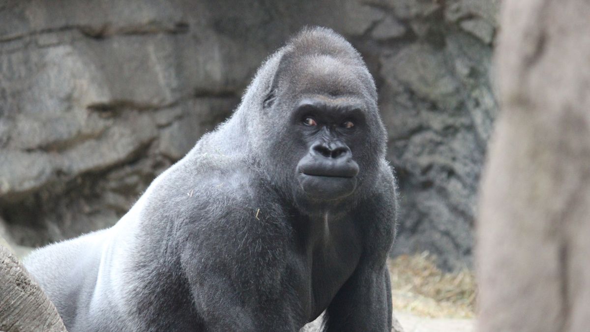 Další nebezpečí pro ohrožené gorily. Samce v zajetí chtějí utrácet
